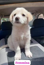 Cuccioli meticci