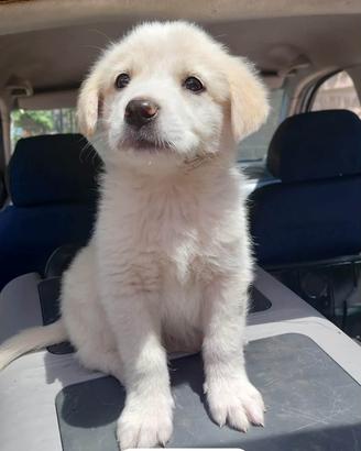Cuccioli meticci