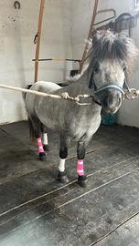 Mini pony falabella