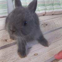 Conigli nani colorati