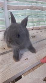 Conigli nani colorati