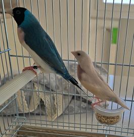 Uccelli Diamanti di Gould