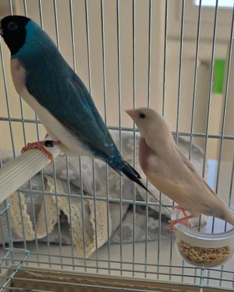 Uccelli Diamanti di Gould