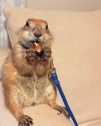 Cane della prateria di 5 mesi