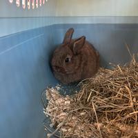 Coniglio nano
