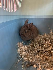 Coniglio nano