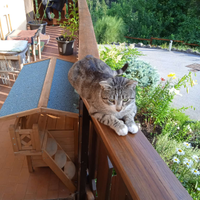 Tigrotto, gatto da adottare