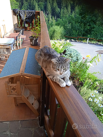 Tigrotto, gatto da adottare