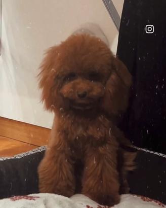 Accoppiamento barboncino toy