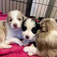 Border collie con pedigree