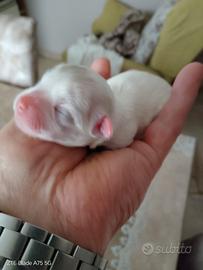 Maltesi
