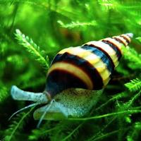 Lumaca Killer - Anentome helena