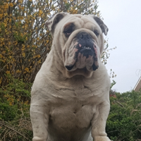 Bulldog inglese maschio per monta