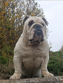 Bulldog inglese maschio per monta