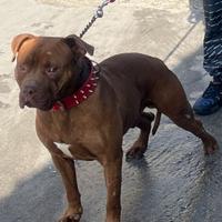Pit bull maschio