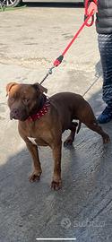 Pit bull maschio