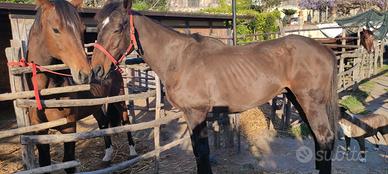 Vendita Cavallo