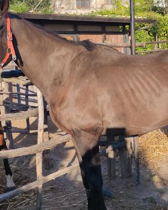 Vendita Cavallo