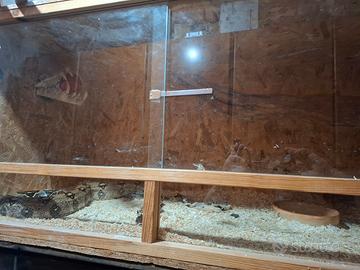 Boa constrictor più teca