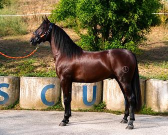 Cavallo puledro p.r.e