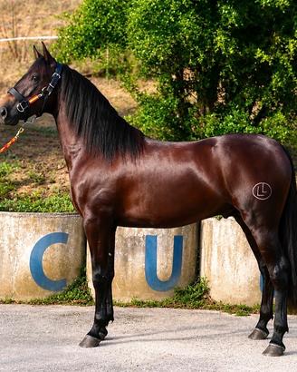 Cavallo puledro p.r.e