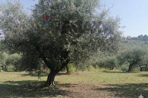Terreno Edificabile - Moscufo