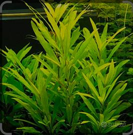 pianta facile per Acquario - Hygrophila 