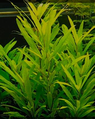 pianta facile per Acquario - Hygrophila 