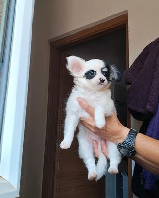 2 cuccioli  maschi di chihuhua pelo lungo e corto 