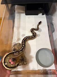 Pitone reale, nasicus, serpente del grano