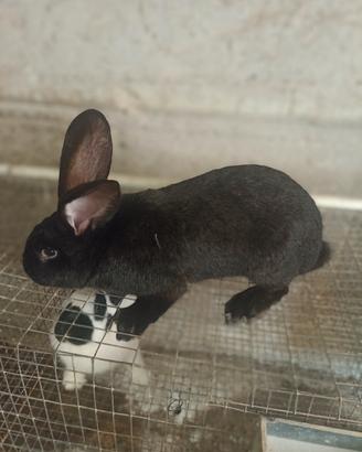 conigli giganti pezzati papillon 