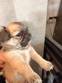 Chihuahua