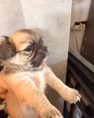 Chihuahua