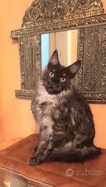 Msine Coon Smoke Pedigree