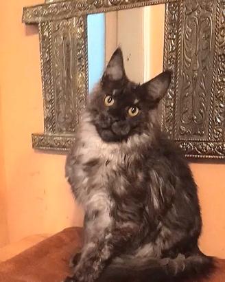 Msine Coon Smoke Pedigree