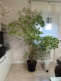Ficus Benjamin 2 metri