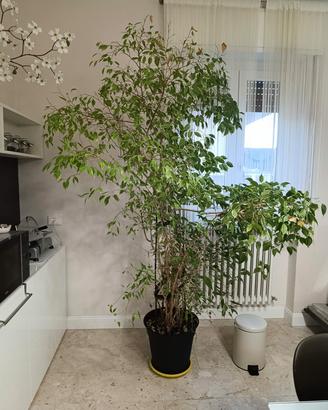 Ficus Benjamin 2 metri