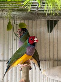 Diamante gould