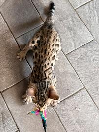 Gattina del Bengala