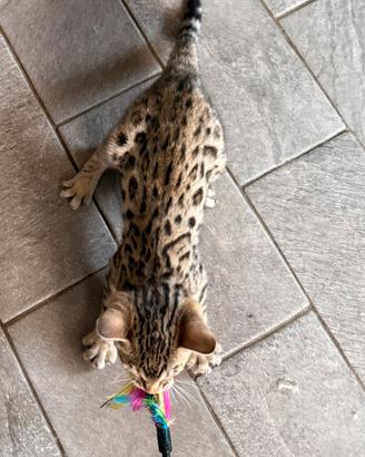 Gattina del Bengala