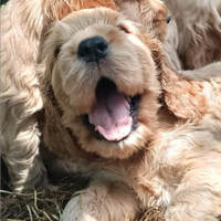 Cucciolo cocker spaniel inglese