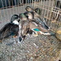 Anatre mignon del 2025