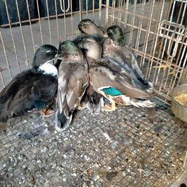 Anatre mignon del 2025