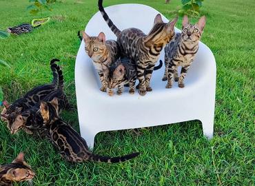 Cuccioli gatto bengala