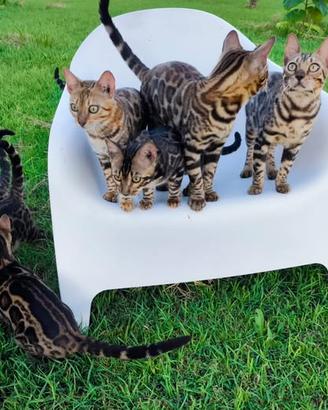 Cuccioli gatto bengala
