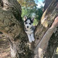 Cucciola Siberian Husky femmina