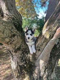 Cucciola Siberian Husky femmina