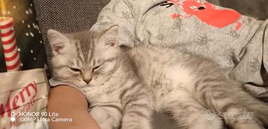 Gattino Scottish straight