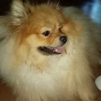 Ciao sono Ugo un Pomerania vorrei fidanzarmi