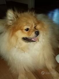 Ciao sono Ugo un Pomerania vorrei fidanzarmi